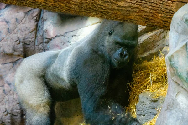 Grand Gorille Africain Zoo Canada Québec — Photo