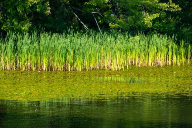 Göletteki bitkilerin manzarası