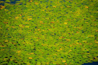Göletteki bitkilerin manzarası
