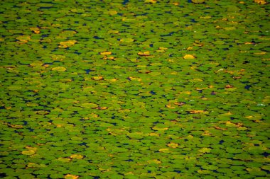 Göletteki bitkilerin manzarası