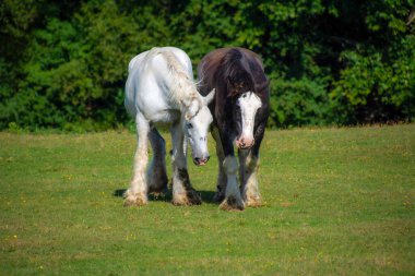 Otlaktaki atlar, doğa geçmişi.