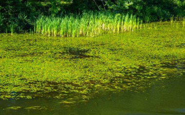 Göletteki bitkilerin manzarası