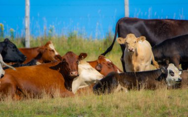 İnekler yeşil çayırlarda otluyor.