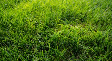 yeşil çimen dokusu, eko arkaplan