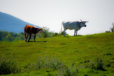 İnekler yeşil çayırlarda otluyor.