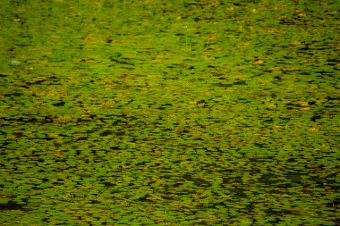 Göletteki bitkilerin manzarası