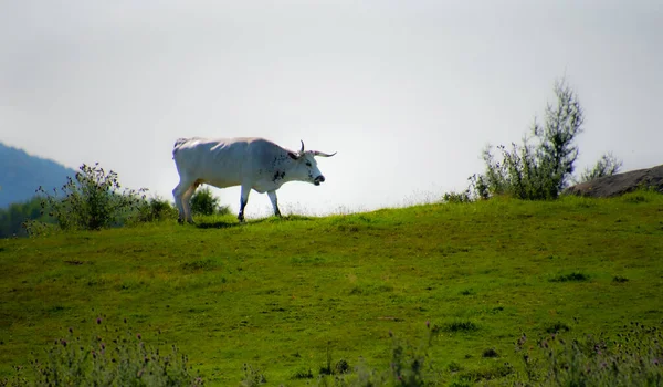 Kuh Weidet Auf Der Grünen Wiese — Stockfoto