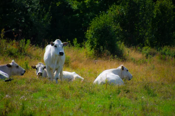 Корови Пасуться Зеленому Лузі — стокове фото
