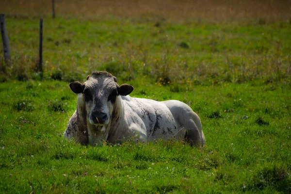 Pascolare Mucca Sul Prato Verde — Foto Stock