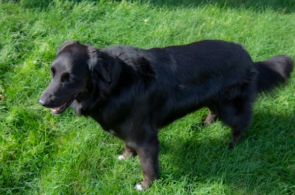 Милий Чорний Собака Відкритому Повітрі Природі — стокове фото