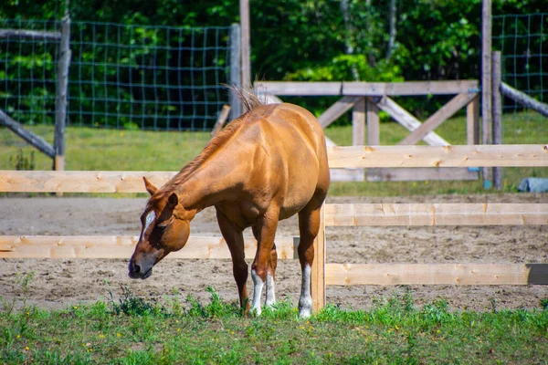 Prachtig Paard Grazen Het Veld — Stockfoto