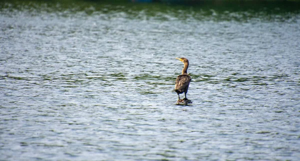 Belo Tiro Pato Reais Nadando Água — Fotografia de Stock