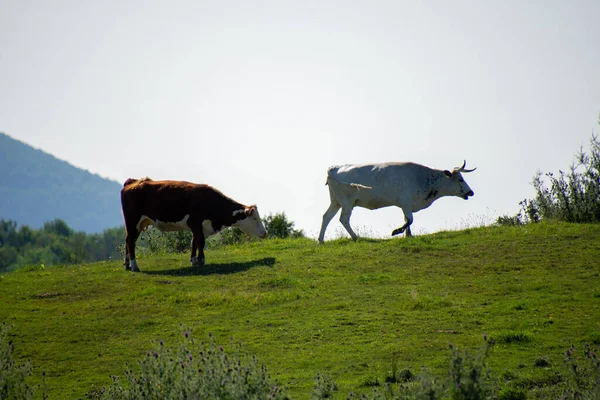 Vacas Pastando Prado Verde —  Fotos de Stock