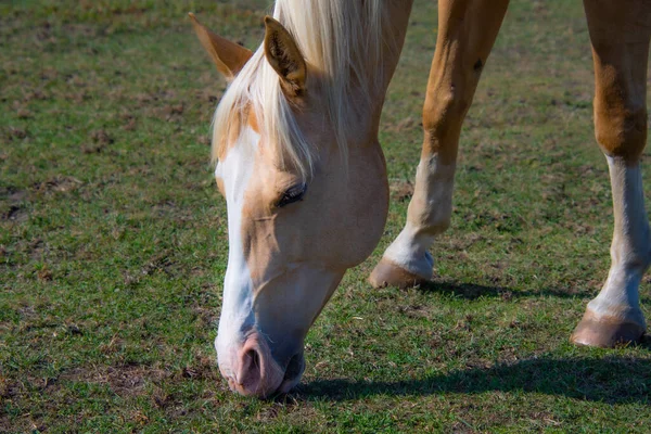 Krásný Kůň Pasoucí Poli — Stock fotografie