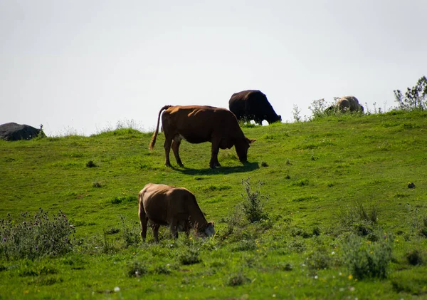 Cows Grazing Green Meadow — Stock Photo, Image