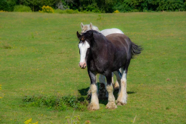 Paarden Wei Natuur Achtergrond — Stockfoto