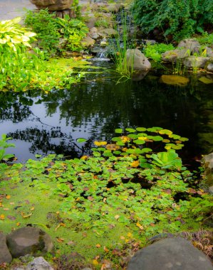 Göletteki bitkilerin manzarası