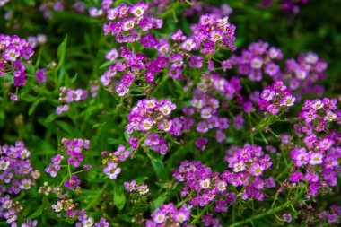 Güzel mor çiçeklerin yakın çekim görüntüsü