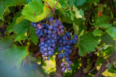 Ağaçtaki üzümleri kapatın.