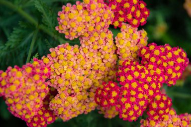 Bahçedeki kırmızı ve sarı renkli çiçekleri kapat.