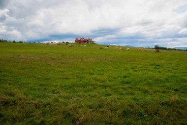 Yeşil çayırlarda otlayan hayvanlar.