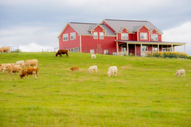 Yeşil çayırlarda otlayan hayvanlar.