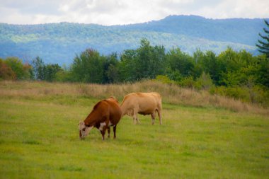 İnekler yeşil çayırlarda otluyor.