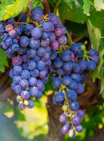 Primer Plano Las Uvas Árbol — Foto de Stock