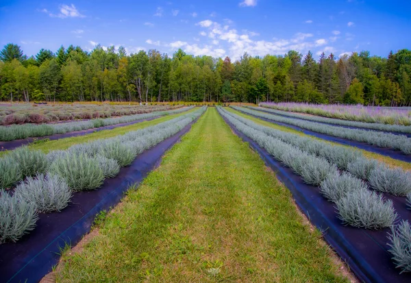 Lavendelfält Sommaren — Stockfoto