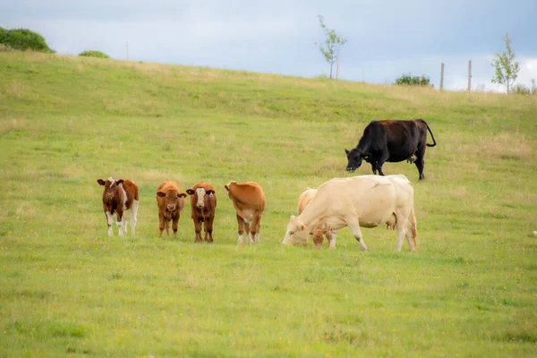 牛が牧草地で放牧され — ストック写真