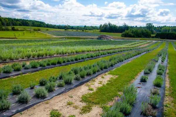 Green Plants Growing Park Stock Image