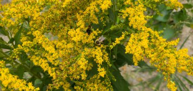 Bahçede büyüyen sarı çiçekler