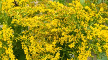 Bahçede büyüyen sarı çiçekler