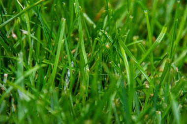 Çiyli yeşil çimen