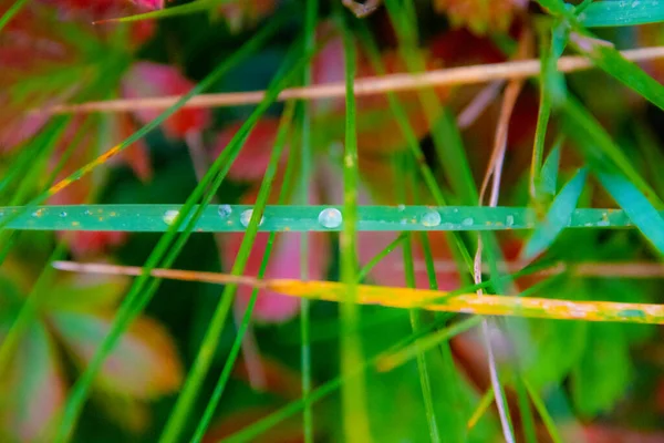 Hierba Verde Con Gotas Rocío —  Fotos de Stock