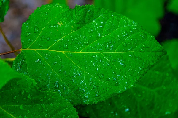 Perto Gotas Água Folhas Verdes — Fotografia de Stock