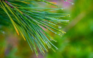 Yeşil çam dalı çiğ damlaları ile