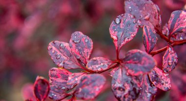 Kırmızı yaprakları su damlalarıyla kapatın.