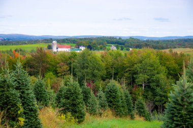 Ormanda evi olan güzel bir manzara.