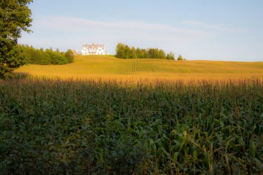 Buğday tarlası olan güzel bir manzara.