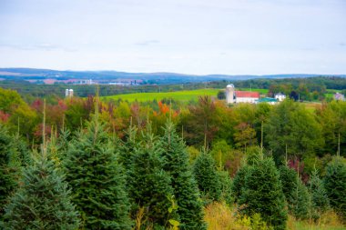 Güzel yeşil tarlaları ve ağaçları olan manzara.