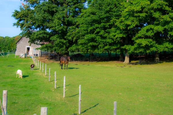 Cavalo Cabras Campo — Fotografia de Stock