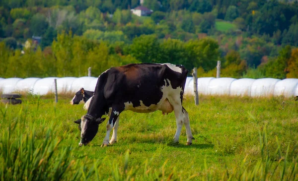 牛が牧草地で放牧され — ストック写真