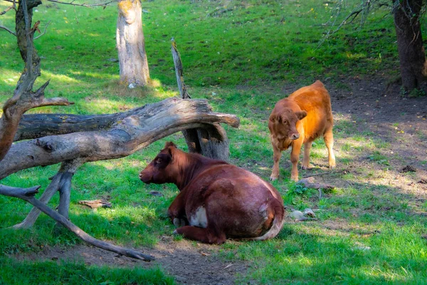Grupo Animales Bosque Vacas Pastando —  Fotos de Stock