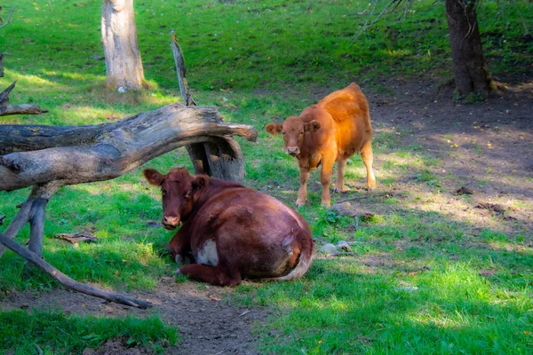 Grupo Animales Bosque Vacas Pastando — Foto de Stock