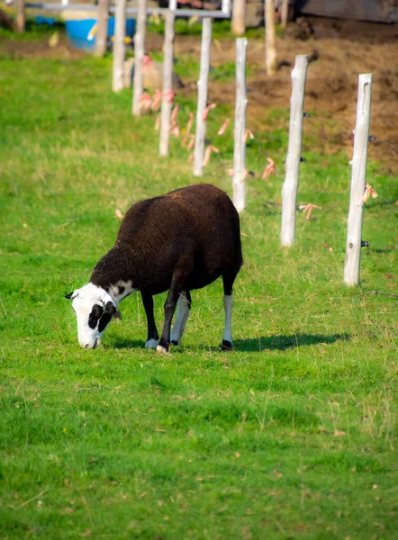 Moutons Dans Prairie Verte — Photo