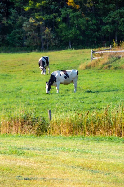 Vacas Pastando Prado Verde — Foto de Stock