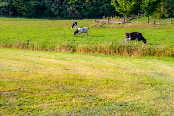 Kühe Grasen Auf Der Grünen Wiese — Stockfoto