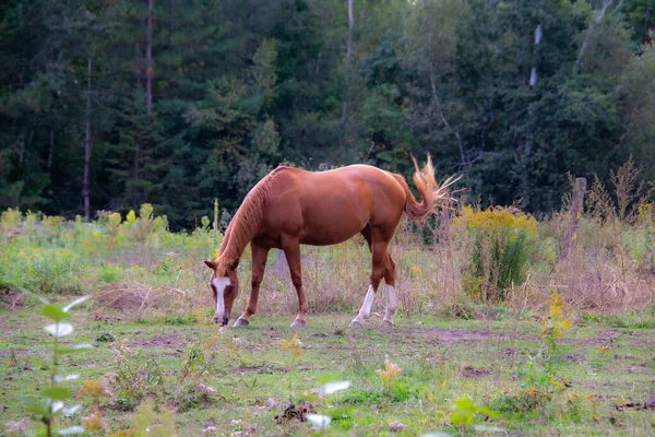 Cheval Brun Pâturage Faune Flore Concept — Photo