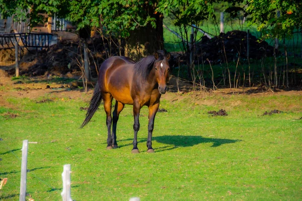 Caballo Marrón Pastos Fauna Flora Concepto —  Fotos de Stock